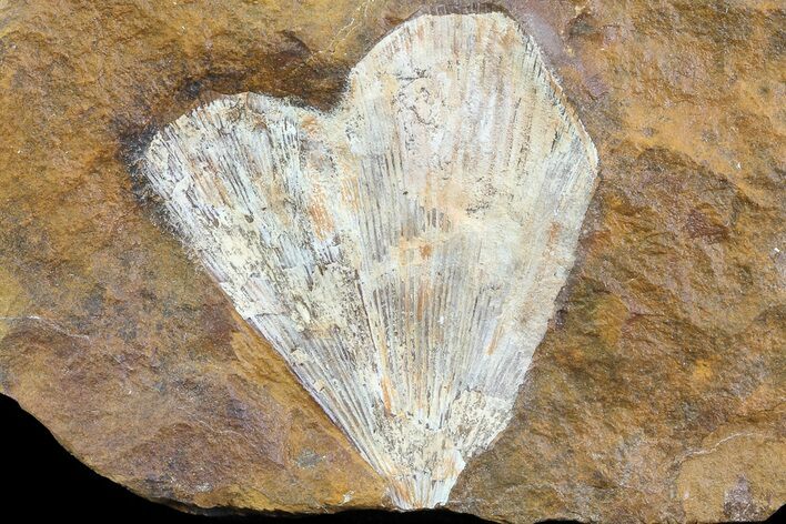 Fossil Ginkgo Leaf From North Dakota - Paleocene #81224